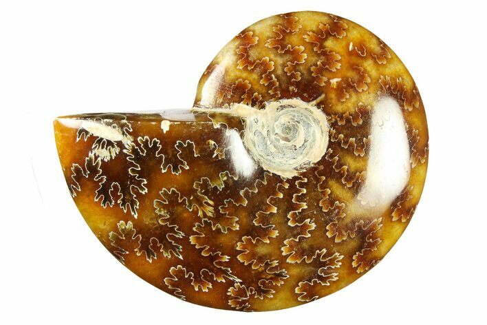 Polished Cretaceous Ammonite (Cleoniceras) Fossil - Madagascar #289233